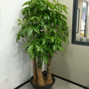 五枝發(fā)財(cái)樹(shù)