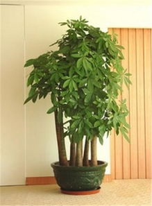五枝發(fā)財樹