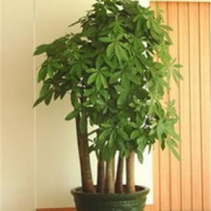 五枝發(fā)財(cái)樹(shù)